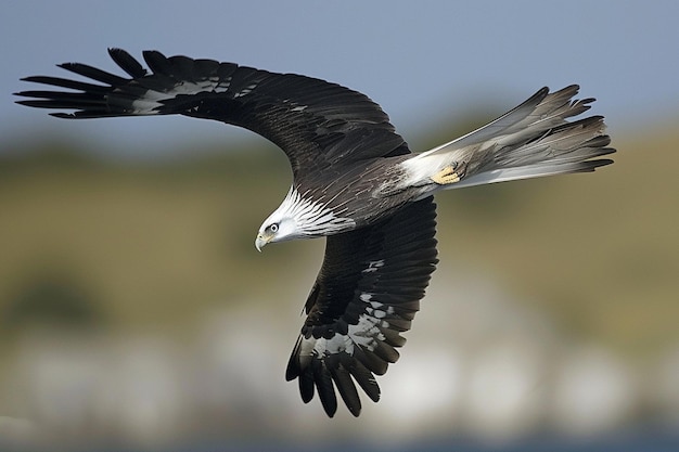 Una cometa de cola de golondrina en medio de la inmersión