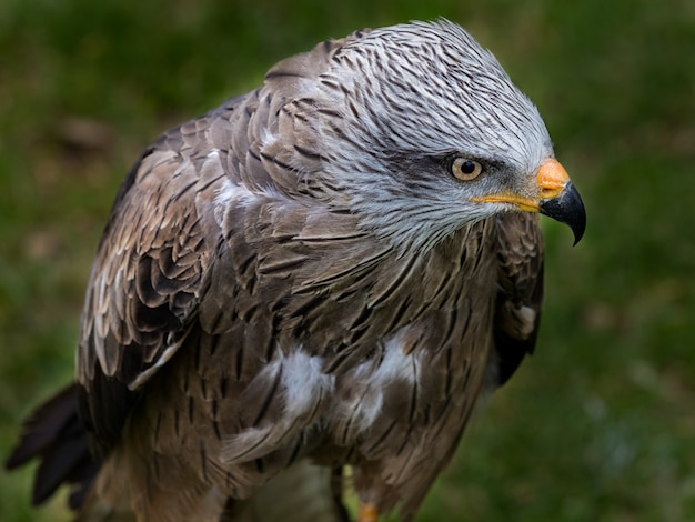 Cometa Negra (Milvus migrans),