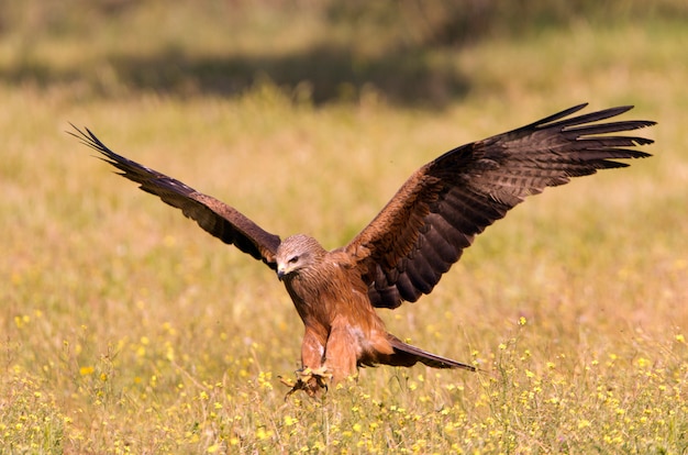 Cometa negra volando, pájaros, halcones, Milvus migrans