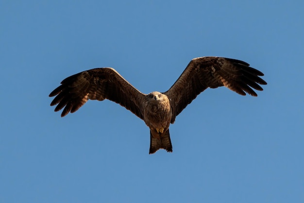 El cometa negro Milvus migrans