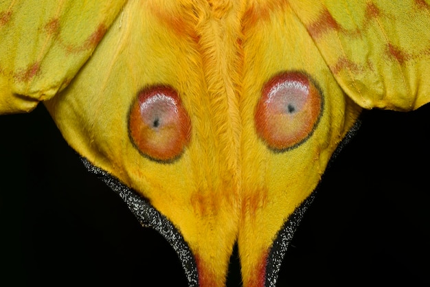 Foto cometa o polilla lunar argema mittrei mariposa nativa de los bosques de madagascar