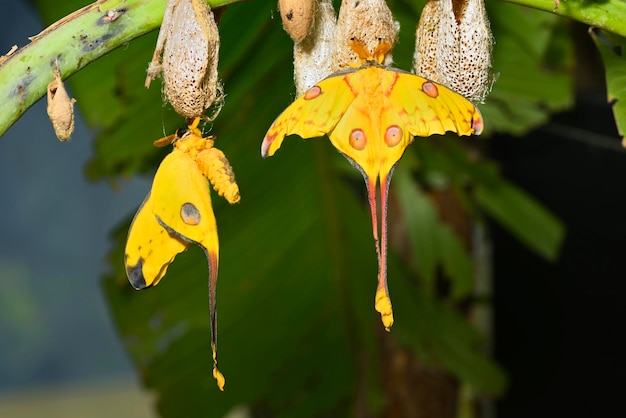 Cometa ou mariposa da lua Argema mittrei borboleta nativa das florestas de Madagascar