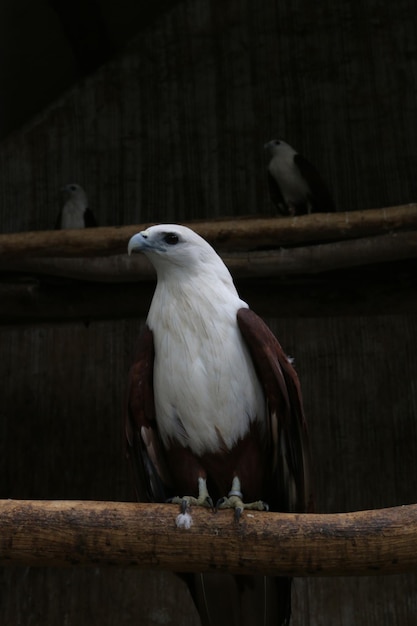 Foto cometas brahminy empoleirados no zoológico