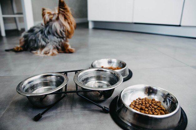 comida de cachorro comida seca em tigela para yorkshire terrier