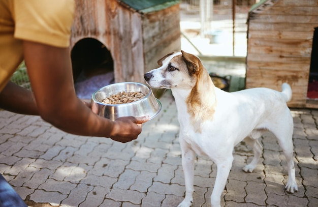 Comida de cachorro e abrigo de animais com um voluntário trabalhando em um centro de resgate enquanto alimenta um canino para adoção Caridade e cuidados com um cachorro sem-teto comendo de uma tigela nas mãos de um homem