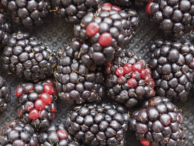 Comida de frutas de amora