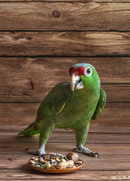 Comida de papagaio está espalhada sobre uma mesa de madeira. Papagaio verde da Amazônia comendo a comida.