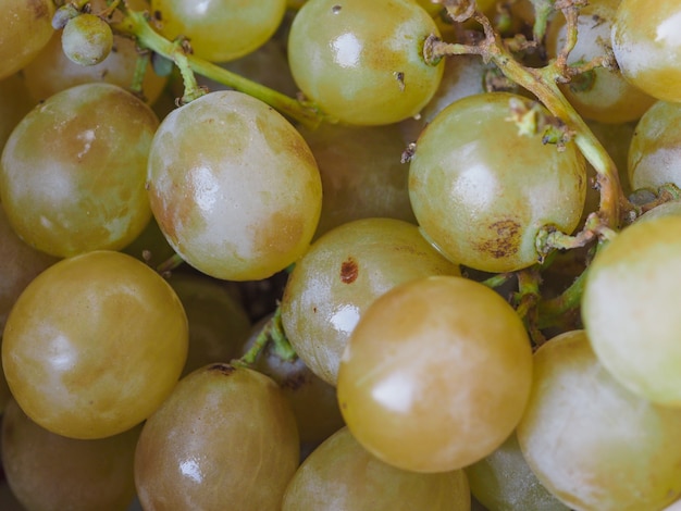 Comida de uva branca