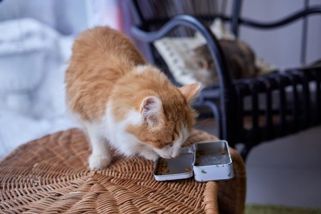 Comida húmeda premium para gatos en bandeja de aluminio