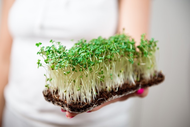 Comida sana micro-verde y hierba verde. Germinación de microvegetales.