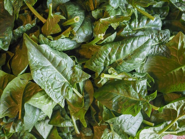 Comida de verduras de espinacas