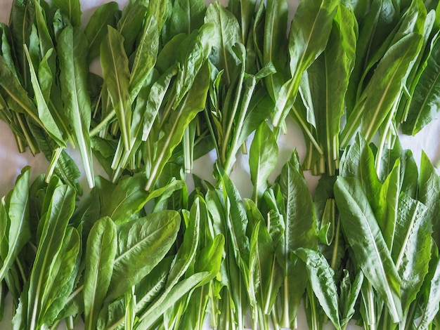 Comida de verduras de lechuga