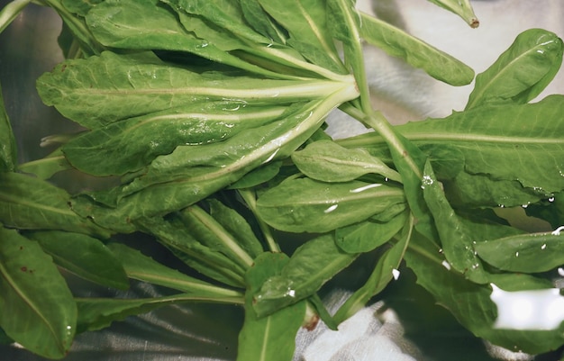 Comida de verduras de lechuga