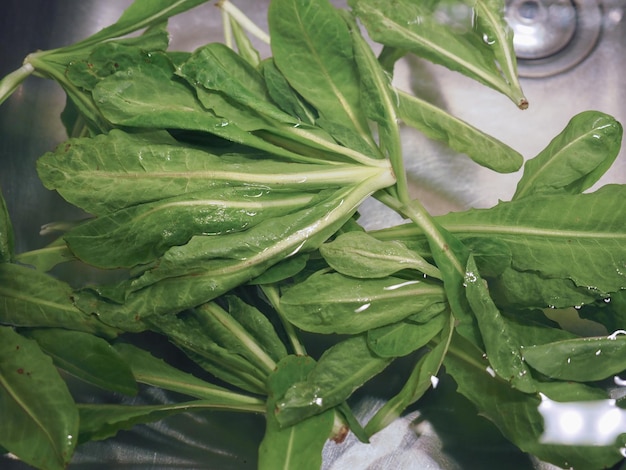 Comida de verduras de lechuga