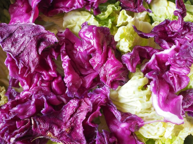 Comida de verduras de repollo