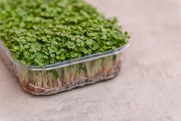 Comida viva saudável micro verdes repolho microgreen brotos brotos