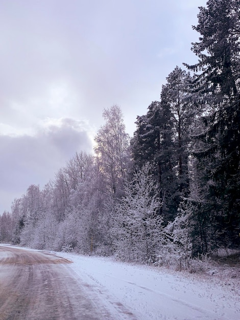 Comienzo del invierno Primera nieve en las ramas de los árboles a lo largo de la carretera Studio Photo