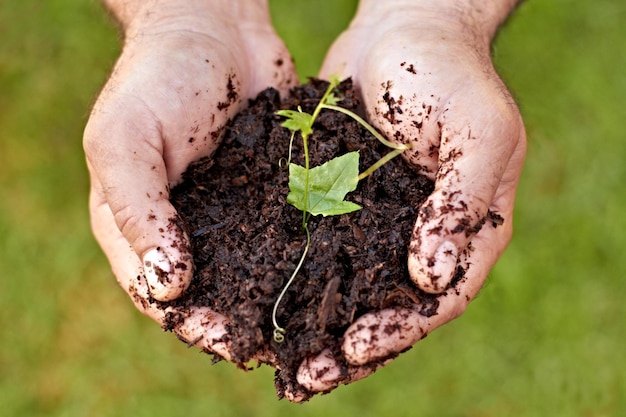 El comienzo de una nueva vida Captura recortada de manos sosteniendo una planta que brota en el suelo