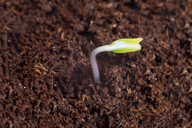 Comienzo de una nueva vida. Nuevos comienzos. Germinación de plantas en el suelo.