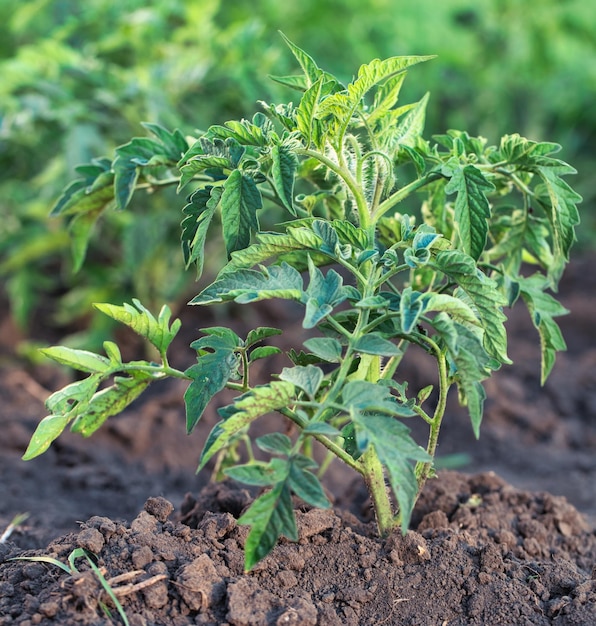 Comienzos frescos Una planta de tomate joven en la cama del jardín