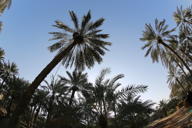 Comió palmera de la familia de las palmeras cultivada por sus dulces frutos comestibles.