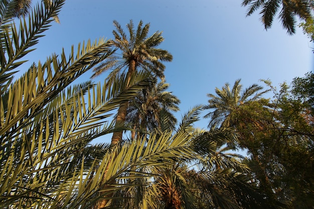 Comió palmera de la familia de las palmeras cultivada por sus dulces frutos comestibles.