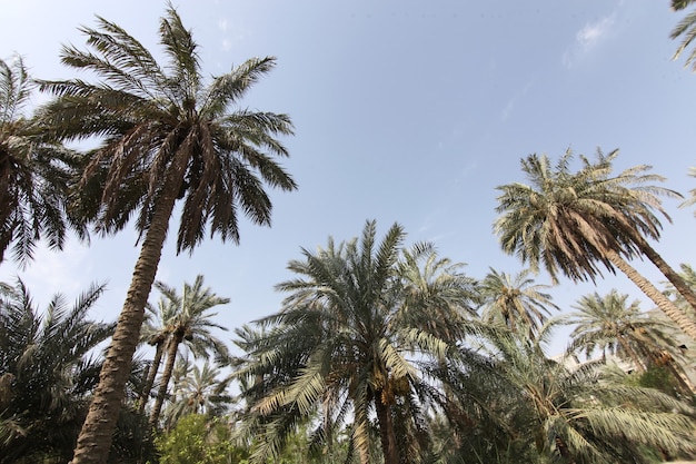 Comió palmera de la familia de las palmeras cultivada por sus dulces frutos comestibles.