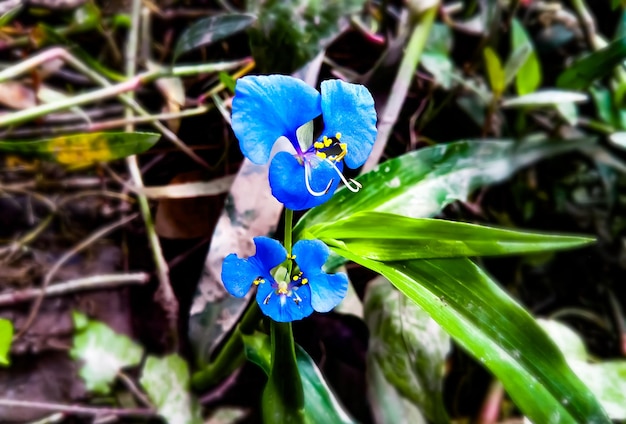 Commelina benghalensis-Blume oder allgemein bekannt als Benghal-Tagesblume oder tropisches Spinnenkraut