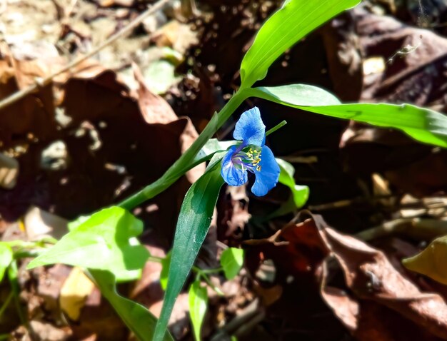 Commelina benghalensis o benghal dayflower blossom con fondo natural