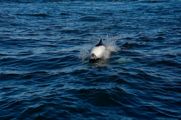 Foto commerson-delfinschwimmen patagonien argentinien