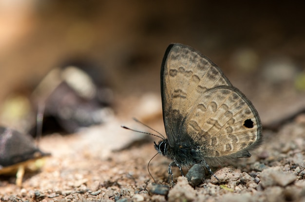 Common Cruiser Schöner Schmetterling