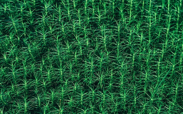 Common Haircap Moss Polytrichum commune