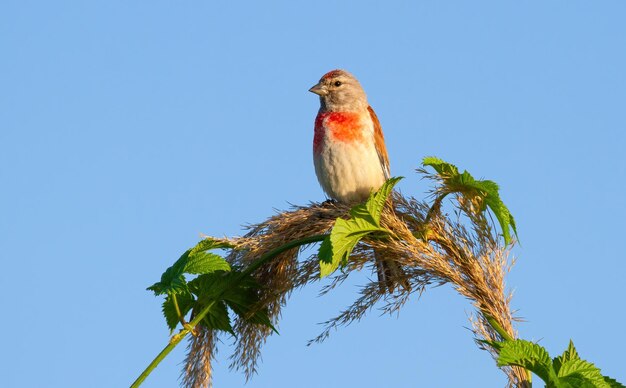 Common Linnet Linaria cannabina En una mañana de verano, un pájaro macho se sienta en una parte superior esponjosa de una caña junto al río