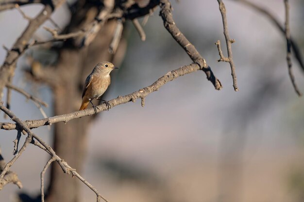 Common redstart Phoenicurus phoenicurus Cordoba Spanien