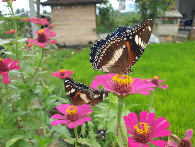 Commond butterfly en craspedia bajo la luz del sol en un jardín con una foto libre borrosa