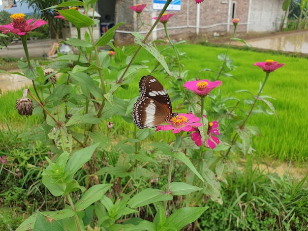 Commond butterfly en craspedia bajo la luz del sol en un jardín con una foto libre borrosa