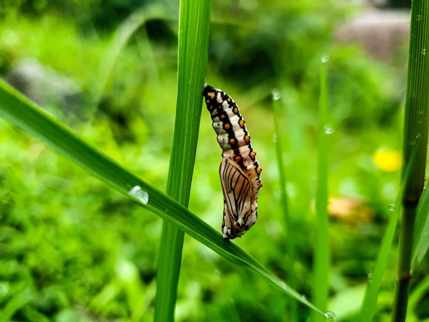 Commond cocoon butterfly en craspedia bajo la luz del sol en una hoja con una borrosa foto gratis