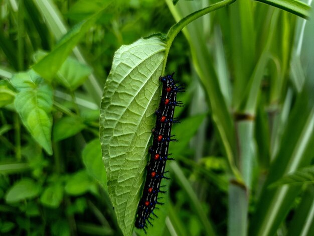 Commond cuterpillar em craspedia sob a luz do sol em uma folha com uma foto desfocada