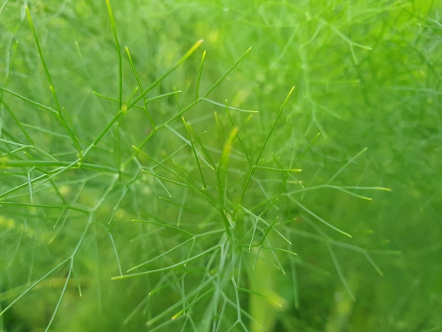 Commond grünes Gras auf Craspedia unter dem Sonnenlicht in einem Bauernhofgebiet mit einem verschwommenen freien Foto