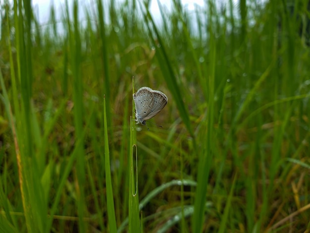 Commond pequena borboleta em craspedia sob a luz do sol em uma folha de grama com uma foto desfocada