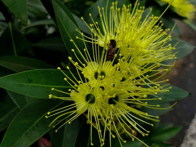 Commond planta de flor amarela em craspedia sob a noite em um jardim com uma foto desfocada