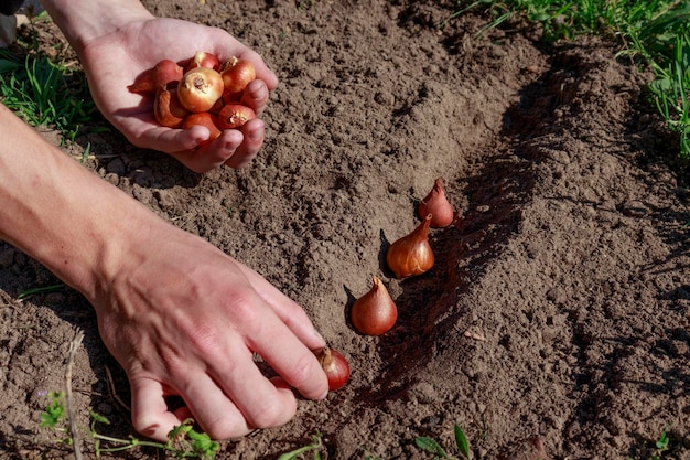 Foto como plantar bulbos de tulipa no outono plantar bulbos de tulipa em solo preparado