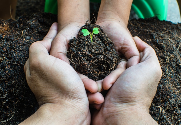 Como plantar o crescimento de mudas,