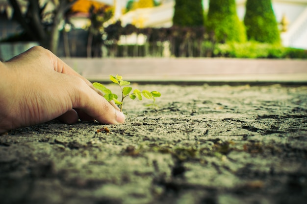 Foto cómo plantar plántulas de crecimiento,