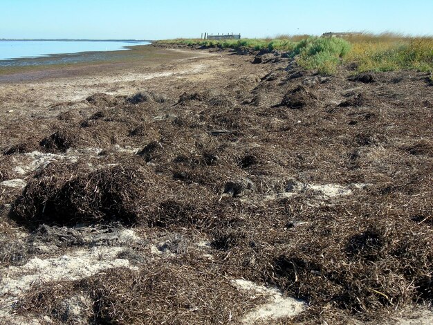 Como resultado del calentamiento global, algas secas en la orilla del mar seco