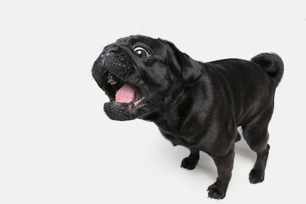 El compañero de perro Pug está planteando. Lindo perrito negro juguetón o mascota jugando aislado sobre fondo blanco de estudio