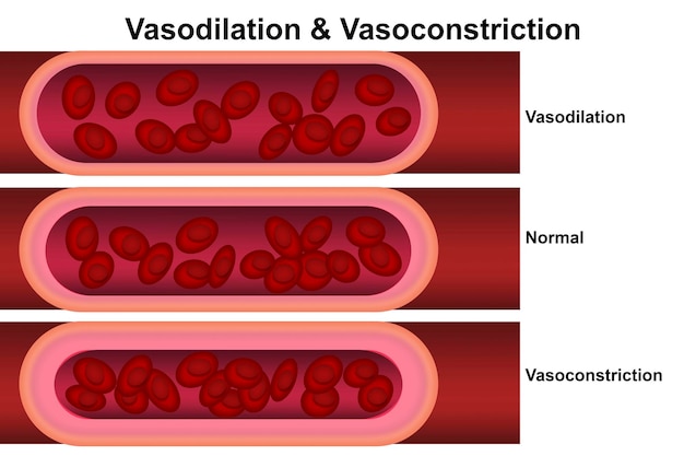 Comparação de vasodilatação e vasoconstrição de vasos sanguíneos