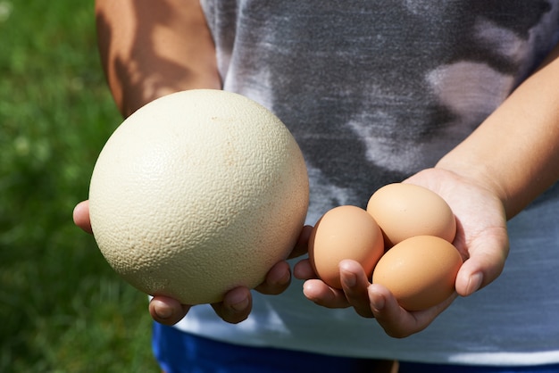 Compare los huevos de pollo y avestruz en manos de mujeres