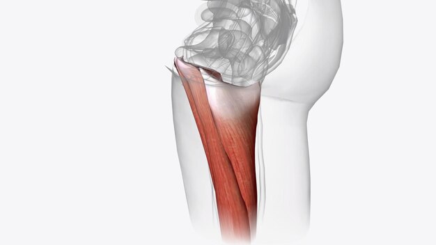 Foto el compartimento posterior del muslo contiene los músculos del tendón femoral