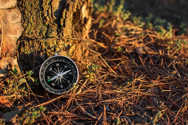 Un compás magnético en un bosque de otoño contra. Árbol floreciente